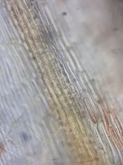 Mniodendron colensoi