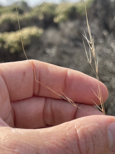 Nodding Needlegrass* winter