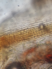 Mniodendron colensoi