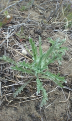 Lessingia germanorum