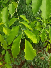 Pterocarpus michelianus