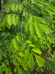 Pterocarpus michelianus