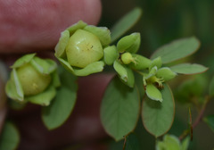 Phyllanthus dallachyanus