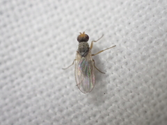 Diptera
