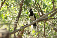 Cyanocorax cyanopogon