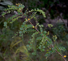Phyllanthus dallachyanus