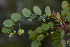 Phyllanthus dallachyanus