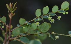 Phyllanthus dallachyanus