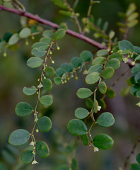 Phyllanthus dallachyanus