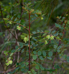 Phyllanthus dallachyanus