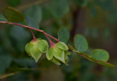 Phyllanthus dallachyanus