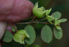 Phyllanthus dallachyanus
