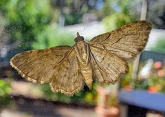 Sigilliclystis insigillata