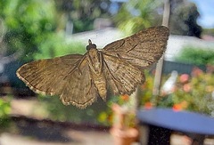 Sigilliclystis insigillata