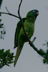 Thectocercus acuticaudatus