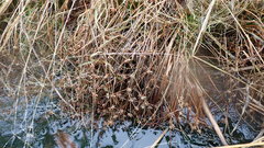 Juncus prismatocarpus leschenaultii