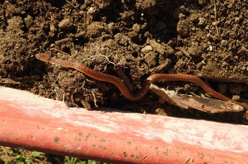 Western Cat-eyed Snake