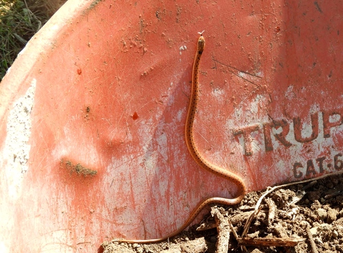Western Cat-eyed Snake