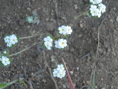 Plagiobothrys undulatus