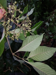 Palicourea pubescens