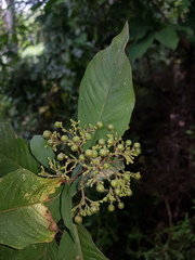 Palicourea pubescens