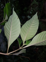 Palicourea pubescens