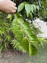 Strophanthus