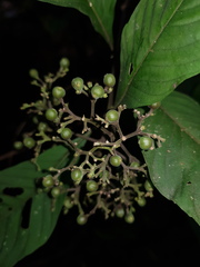 Palicourea pubescens