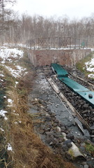 Juncus prismatocarpus leschenaultii