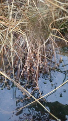 Juncus prismatocarpus leschenaultii