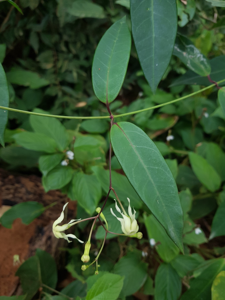 Echites puntarenensis