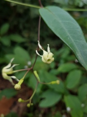 Echites puntarenensis