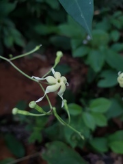 Echites puntarenensis