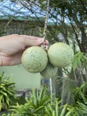 Crescentia linearifolia