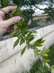Crescentia linearifolia