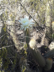 Trichocereus strigosus