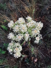 Psacalium platylepis