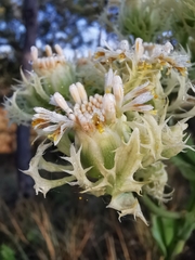 Psacalium platylepis