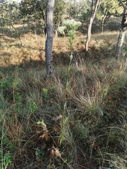 Psacalium platylepis