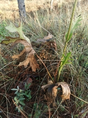 Psacalium platylepis