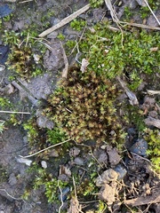 Bryum klinggraeffii