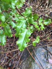 Berberis pinnata pinnata