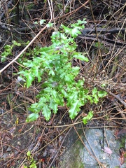 Berberis pinnata pinnata