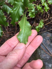 Berberis pinnata pinnata