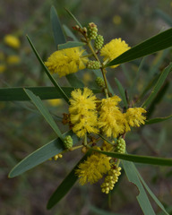 Acacia whitei