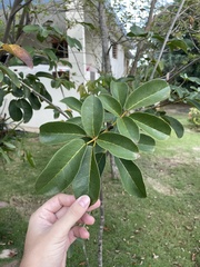 Tabebuia karsoana
