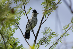 Thamnophilus doliatus capistratus