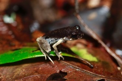 Leptobrachella gracilis