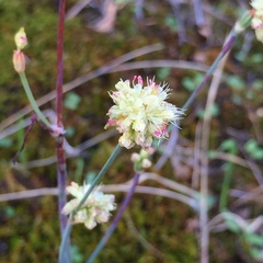 Eriogonum nudum auriculatum