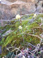 Eriogonum nudum auriculatum